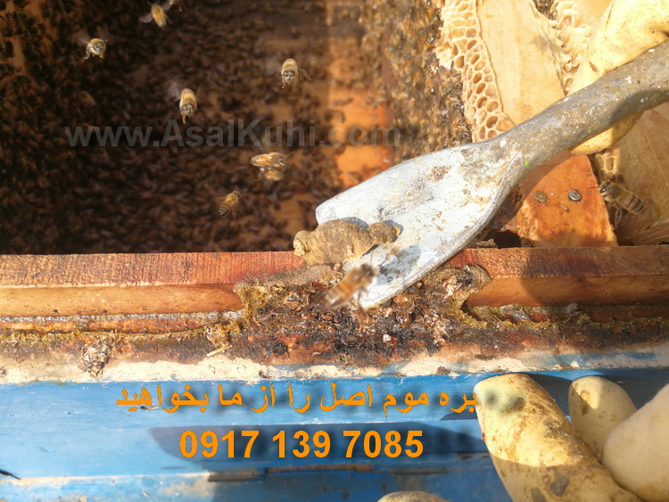خرید بره موم در تهران